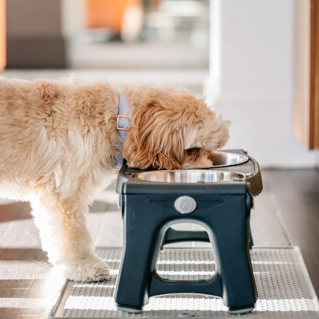 Adjustable Height Double Pet Feeder with Stainless Steel Bowls X930