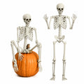 Life Size Poseable Skeleton with Movable Joints R837736