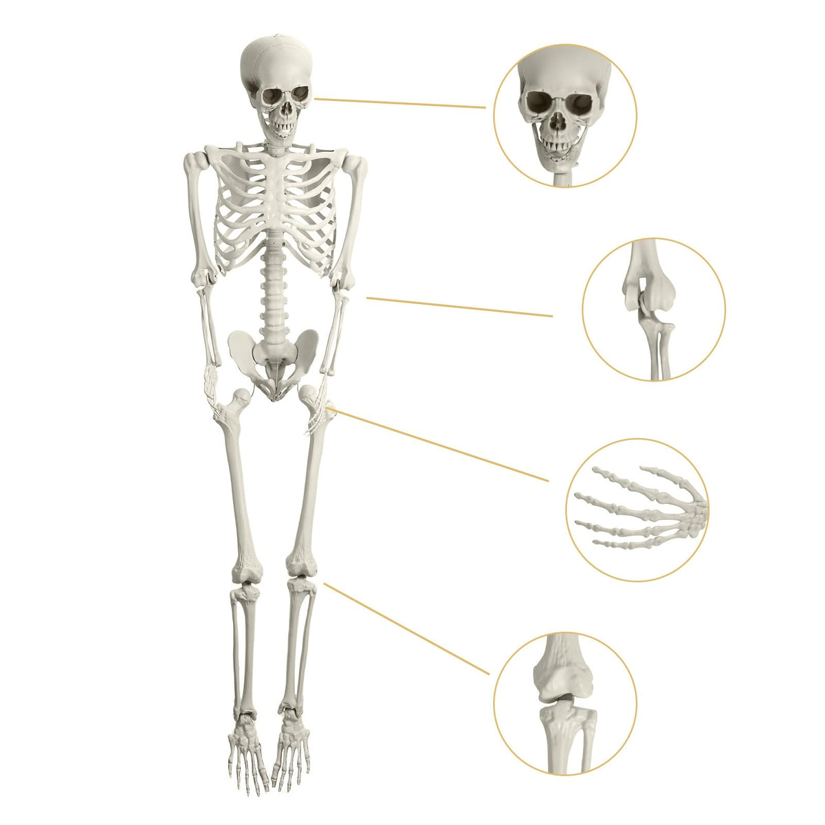 Life Size Poseable Skeleton with Movable Joints R837736