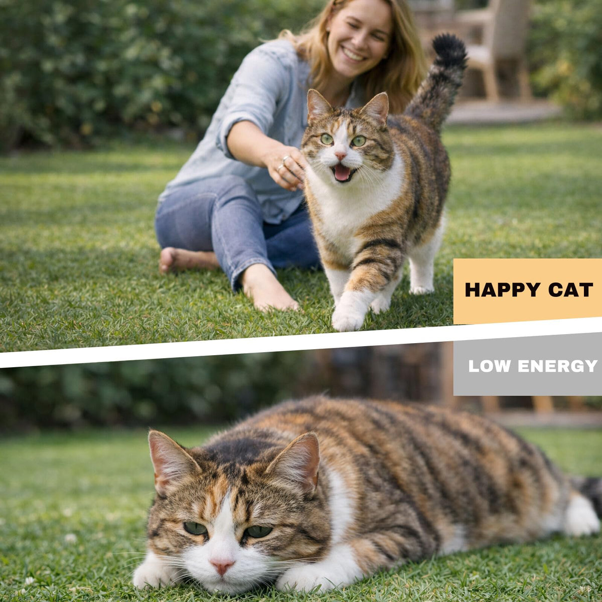 Dewormer for Cats and Kittens T8072