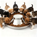 Stainless Steel Multi-Pet Feeding Bowl Y652