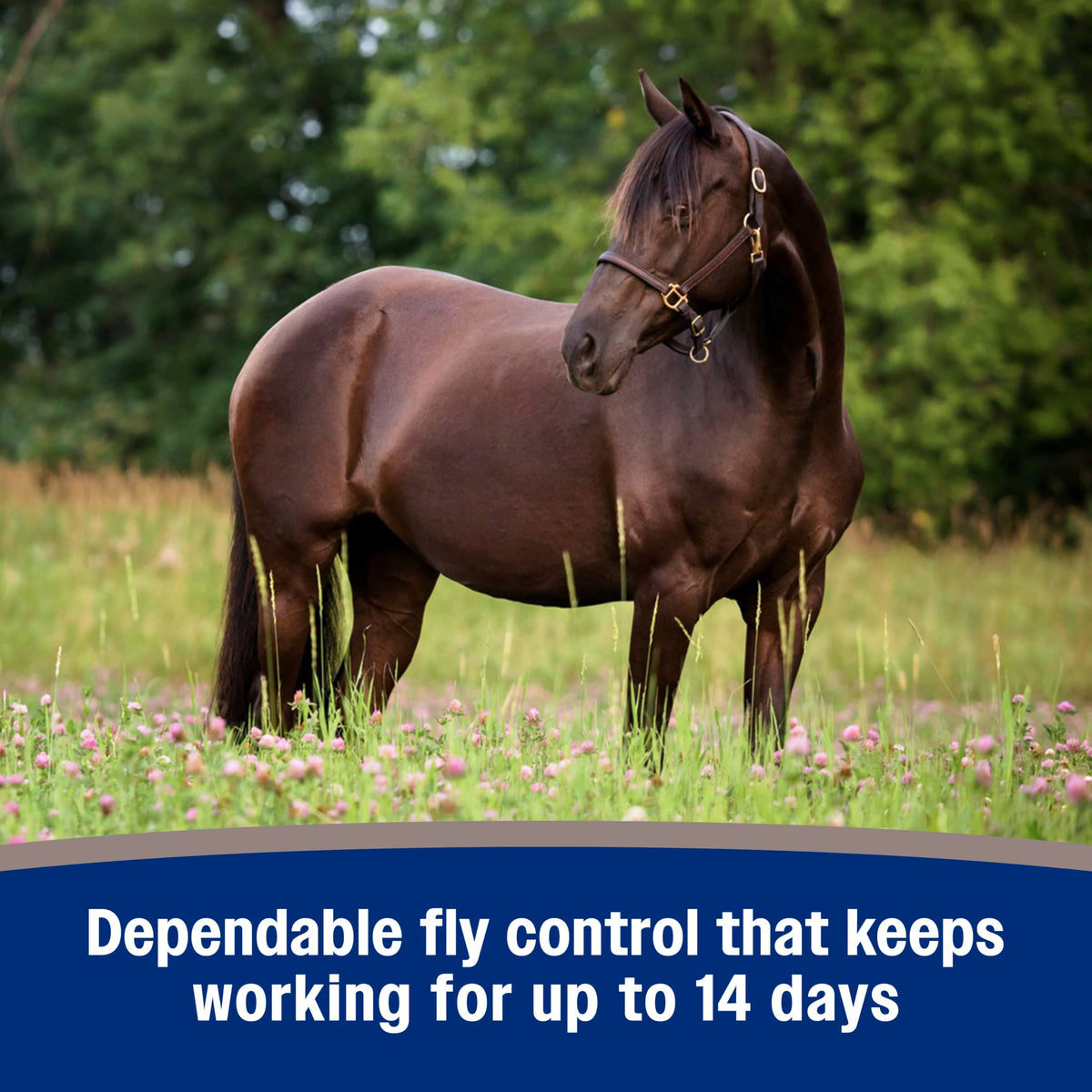 Fly Spray for Horses 128 oz Y59049