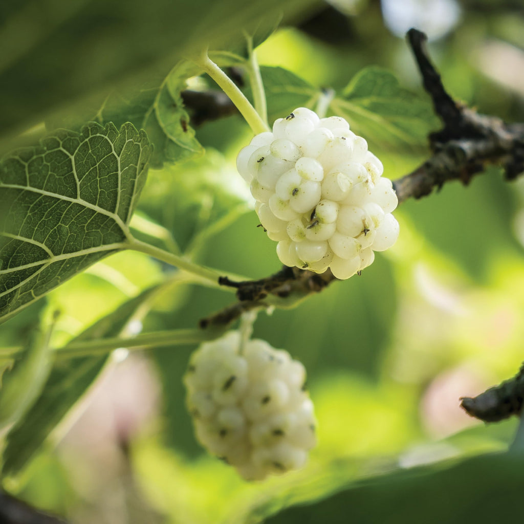 White Mulberries 8 oz X53033