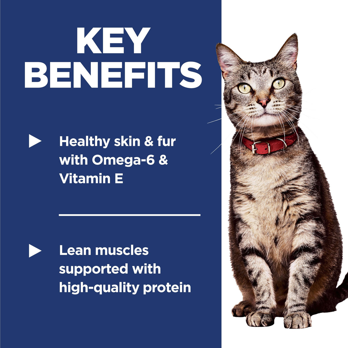 Dry Cat Food P763